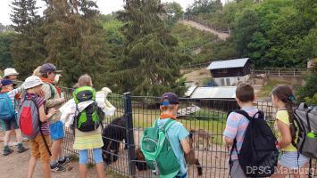 Wölflingsaktion im Tierpark Frankenberg<br/>Bergziegen haben wir auch gesehen